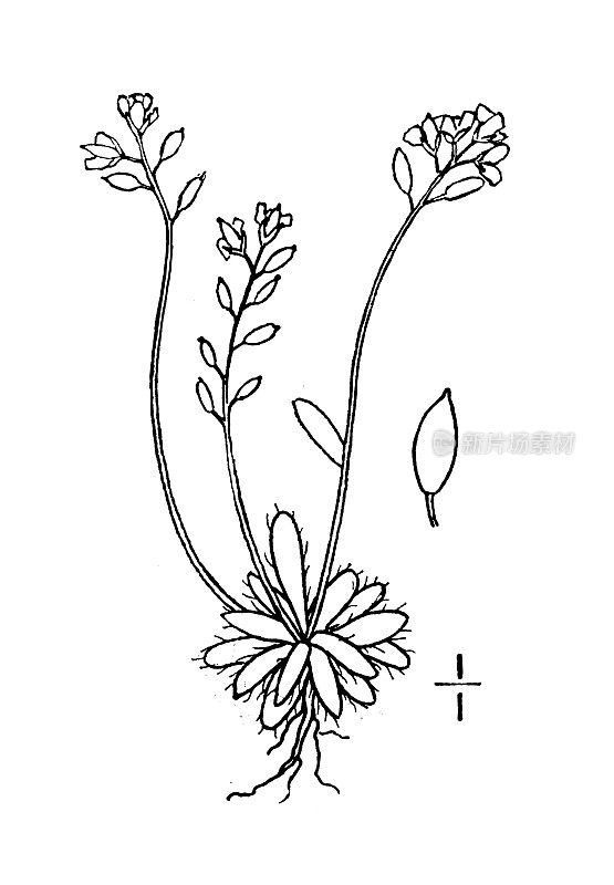 古植物学植物插图:Draba Fladnizensis，白色北极白草